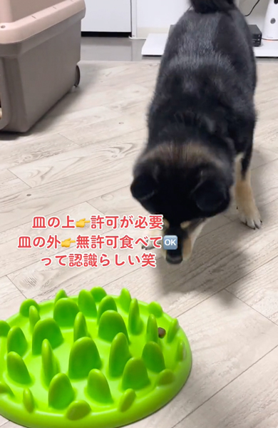 お皿に着地したゴハン