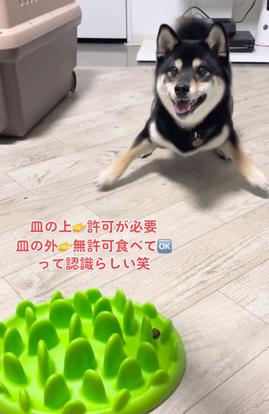 定位置に戻る柴犬