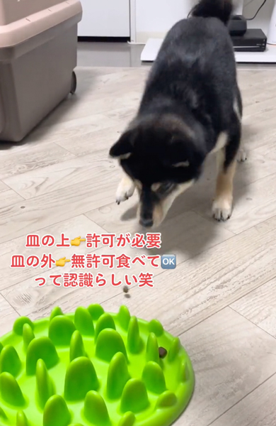 定位置に戻る柴犬