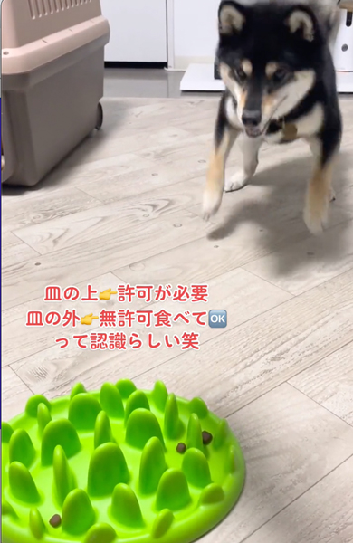 ステップを踏む柴犬
