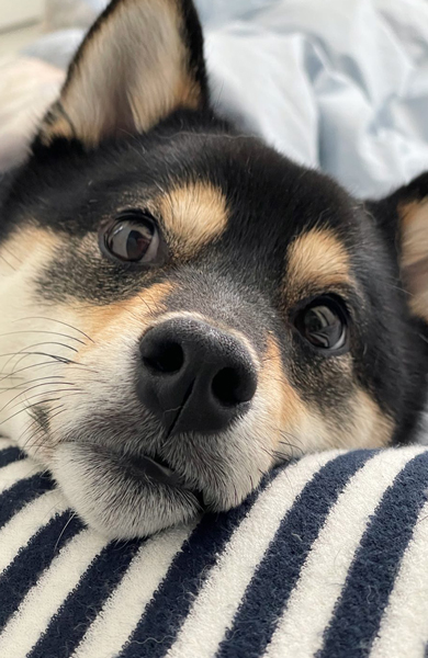 枕を使いこなす柴犬