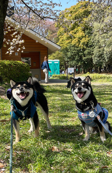 お友達とお散歩