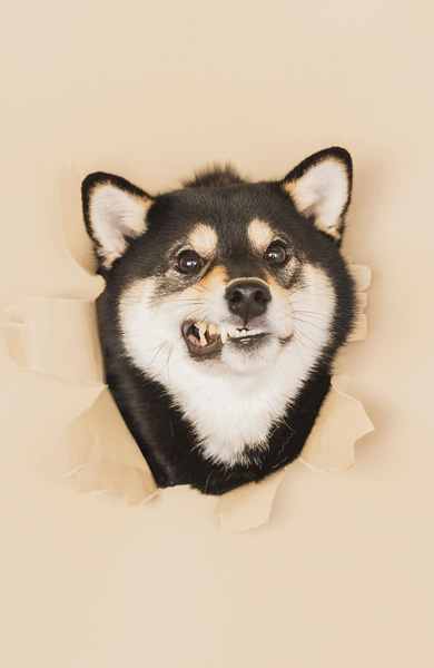 表情豊かな柴犬