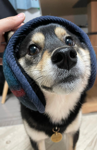 耳あてをする柴犬