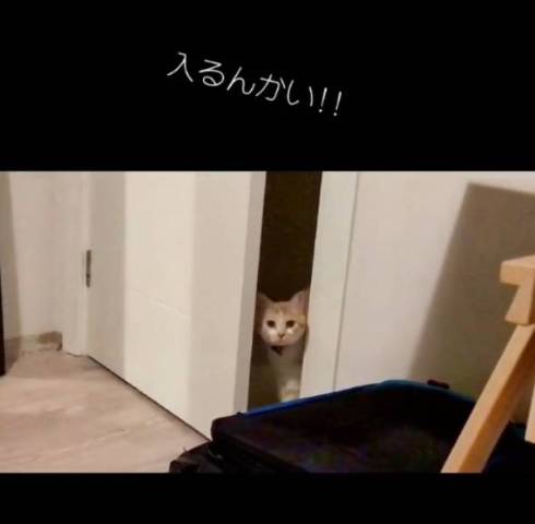 猫がドアからのぞく