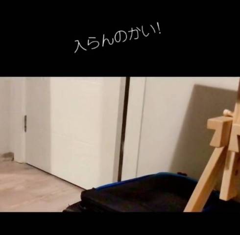 猫がドアを閉める