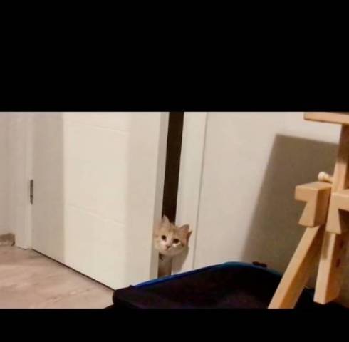 ドアから顔を見せる猫