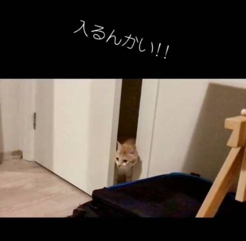 部屋に入りそうな猫