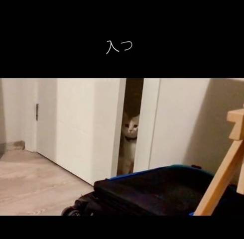 ドアの隙間からのぞく猫