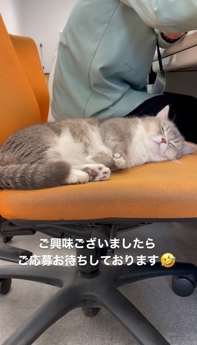 イスに座る猫