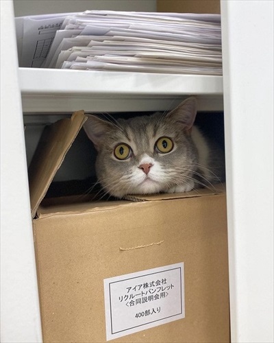 社内にいる猫