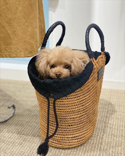 かごに入った犬