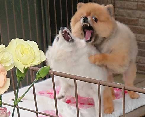 ワンコ2匹の躍動感