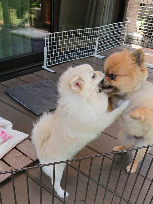 子犬ちゃんのちゅっ