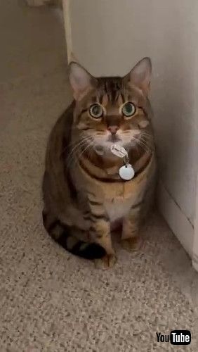 シールが付いた猫