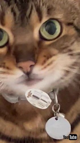 シールが付いた猫を拡大