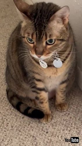 目をそらす猫