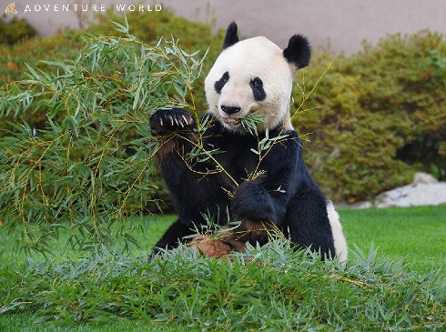Smile アフタヌーンティー -アドベンチャーワールド×シェラトン都ホテル大阪-