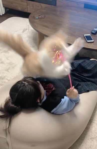 猫のジャンプ