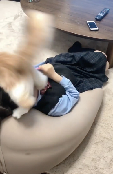 お姉ちゃんの顔を蹴る猫
