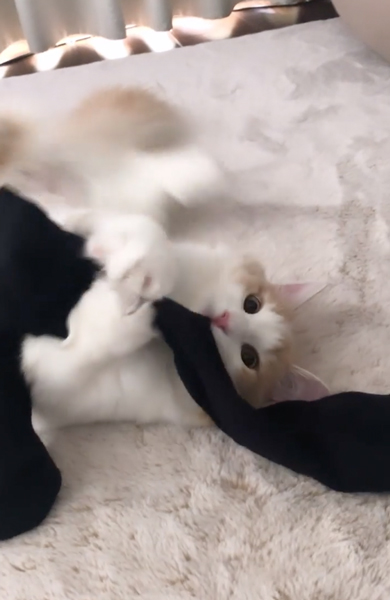 靴下にじゃれる猫