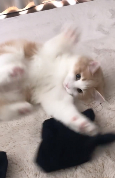 靴下にじゃれる猫