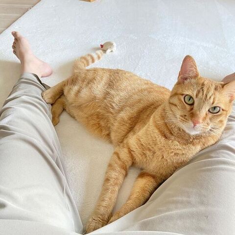 飼い主さんの足の間でくつろいでる
