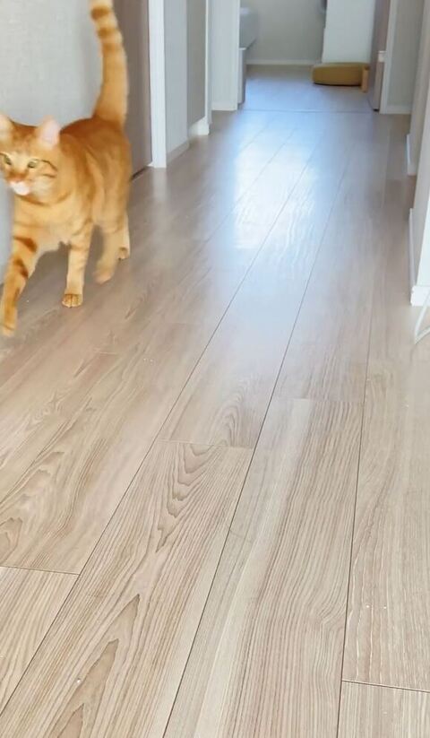 飼い主さんフレームアウト