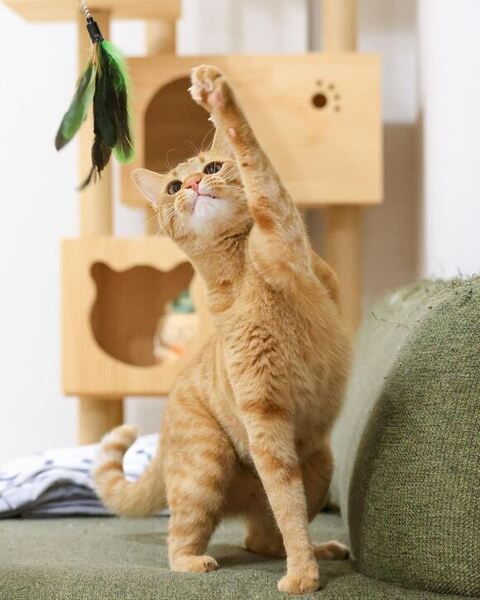 猫じゃらしで遊んでる