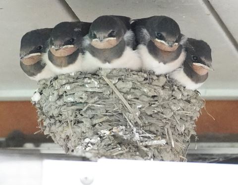 ツバメの巣トリミング