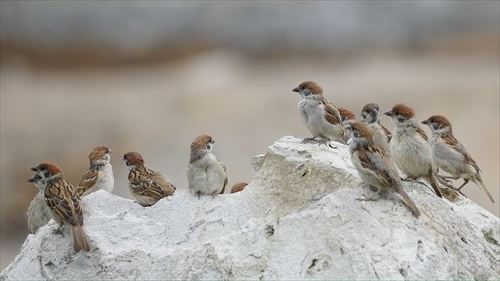 スズメの子どもたち