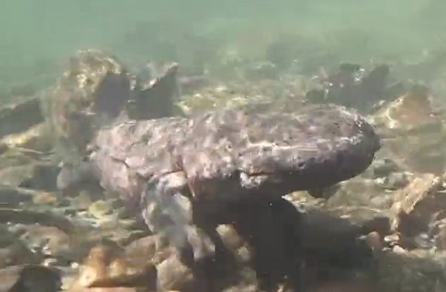 オオサンショウウオ