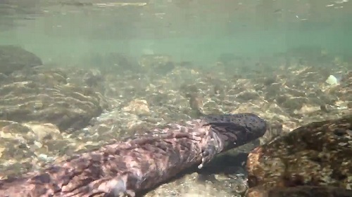 特別天然記念物