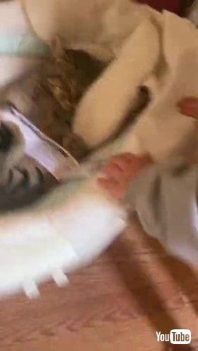 バウンサーを揺らされる猫