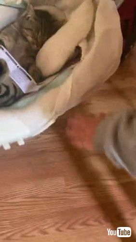 バウンサーを押される猫