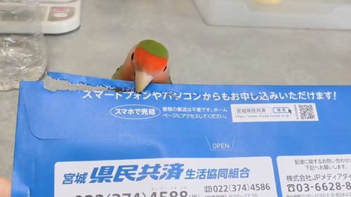 封筒を開けてくれるりんごちゃん