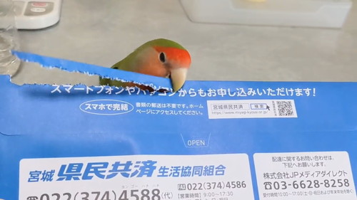 かみ切っていくインコ