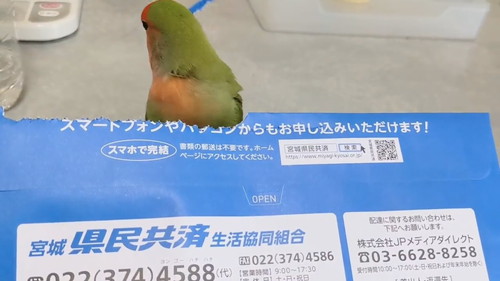 紙をキープするインコ