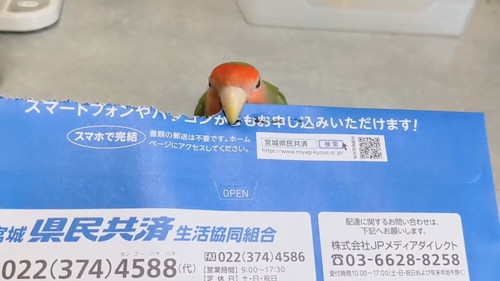 後半をかみ切るインコ