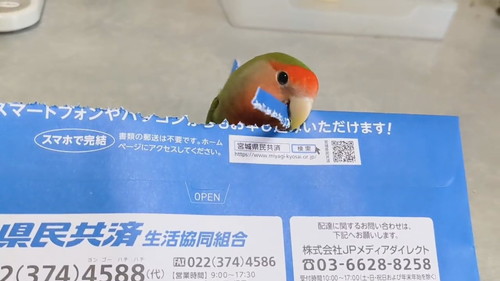どんどん進めるインコ
