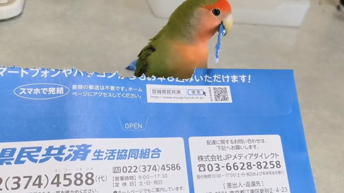羽根飾りをゲットするインコ