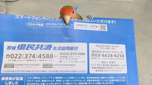 真ん中に戻ったインコ