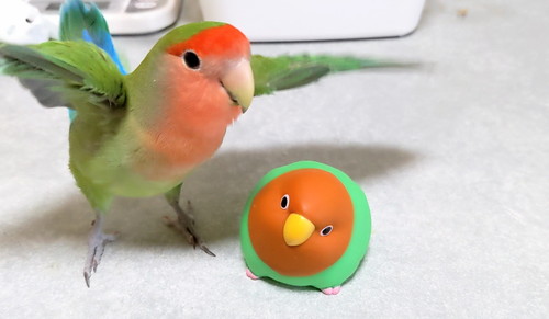 やわもっちことりのコザクラインコとりんごちゃん