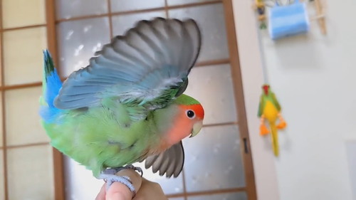 指の上でブーン