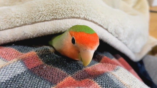 お目覚めのりんごちゃん