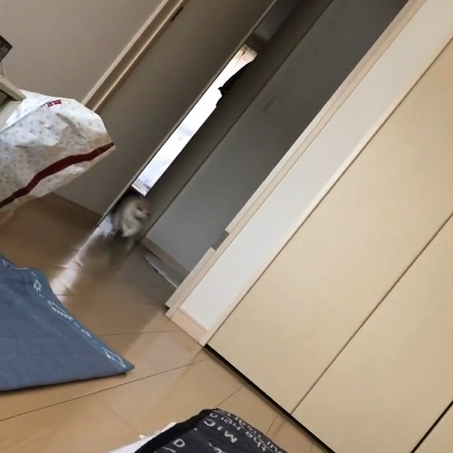 ダッシュで駆け付ける猫