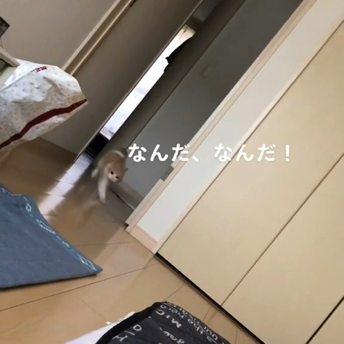 飼い主を見つめる猫