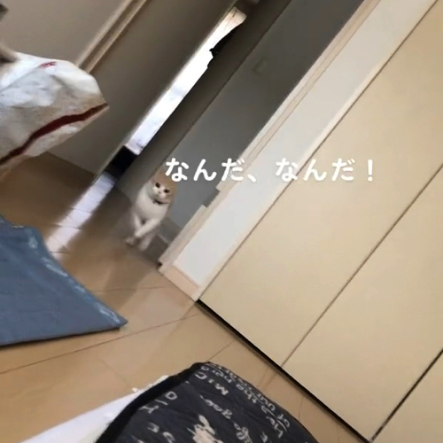 蹴る猫