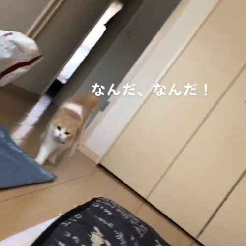 躍動する猫