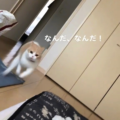 駆け寄る猫